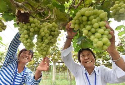 经济作物示范场天气预报及农业生产影响分析